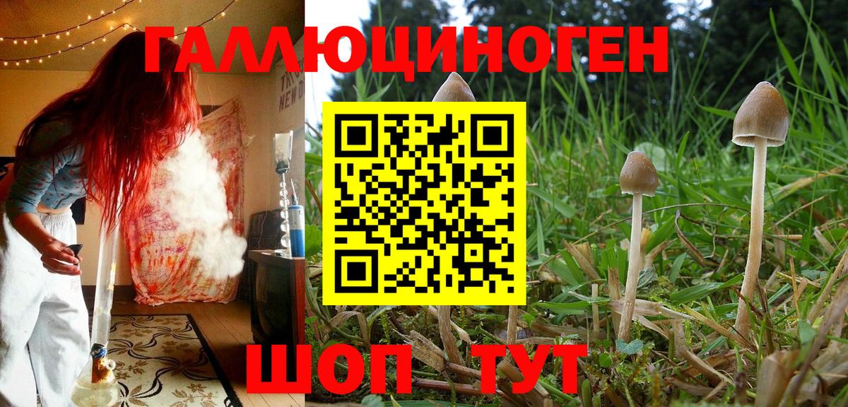Сорочинск  Псилоцибиновые грибы MAGIC MUSHROOMS  Вход с VPN 